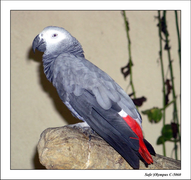 2005 - 08 - KUL - parc animalier  - 61.JPG